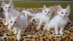 Co nazvat bílou kočkou: kritéria výběru přezdívky
